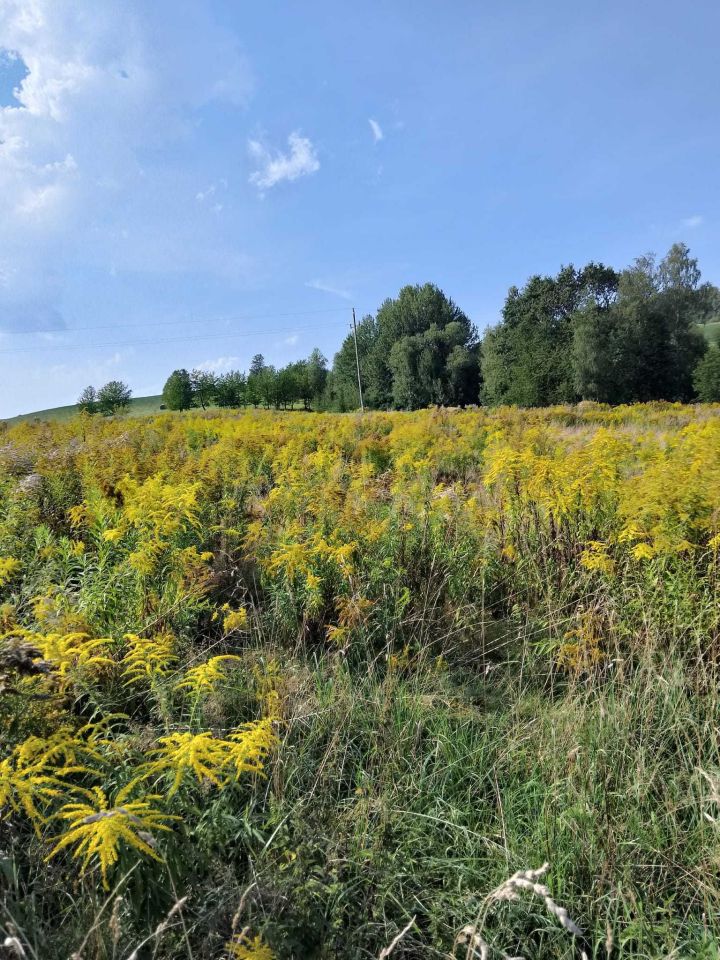 Działka rolna Jeżów Sudecki. Zdjęcie 2