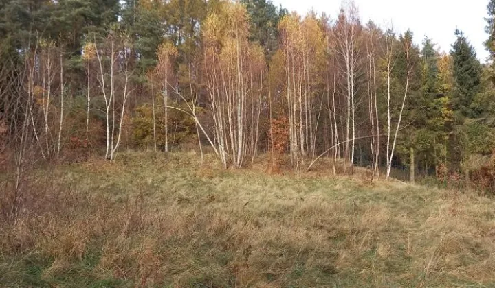 Działka rekreacyjna Czapielsk, ul. Słonecznikowa