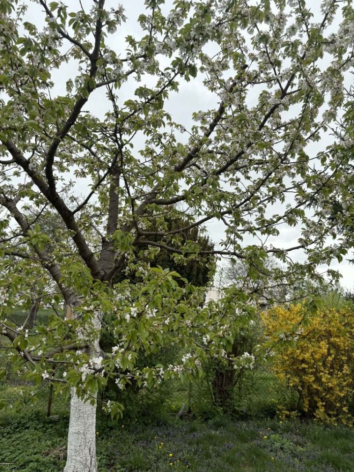 Działka rod Toruń, ul. Marii Skłodowskiej-Curie. Zdjęcie 8