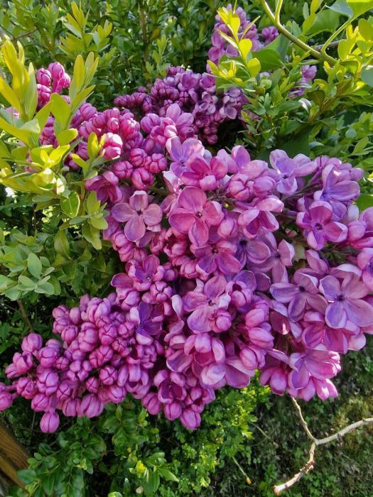 Działka rod Sopot Sopot Górny, ul. Mikołaja Reja. Zdjęcie 11