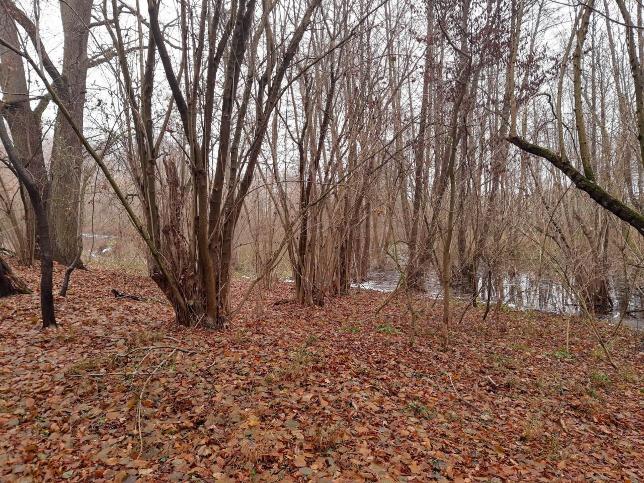 Działka budowlana Gronów. Zdjęcie 13