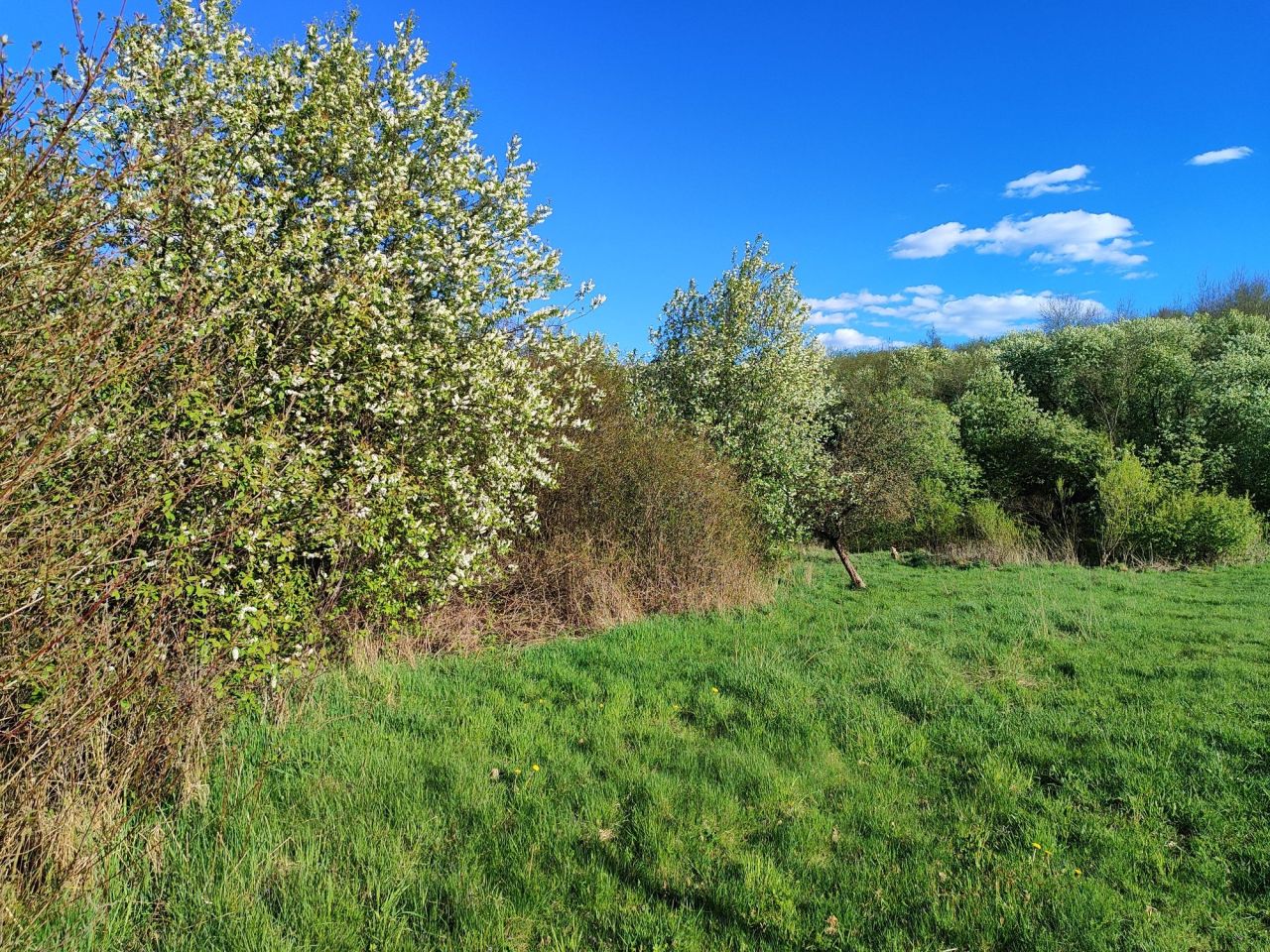 Działka rolno-budowlana Jurczyce. Zdjęcie 2