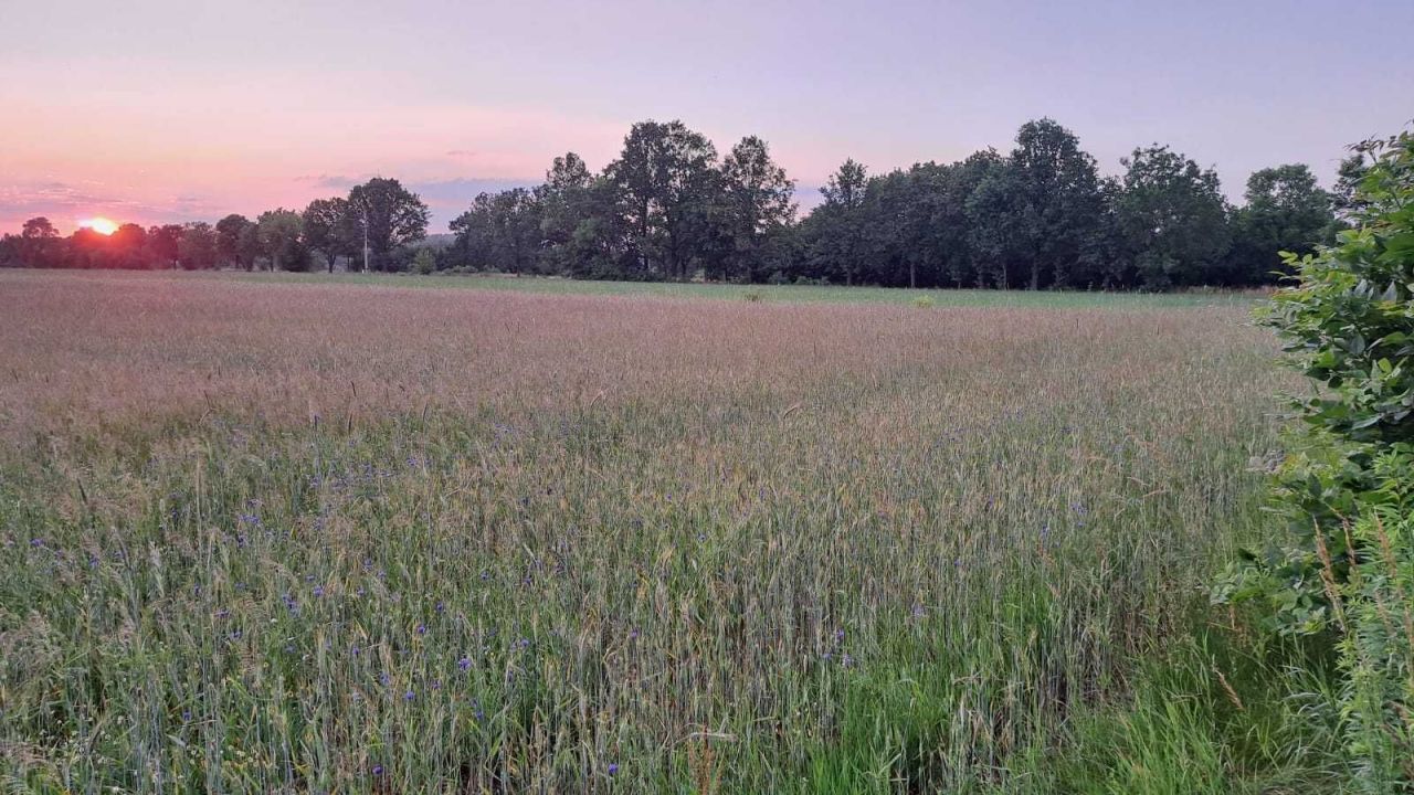 Działka budowlana Nowy Adamów. Zdjęcie 5