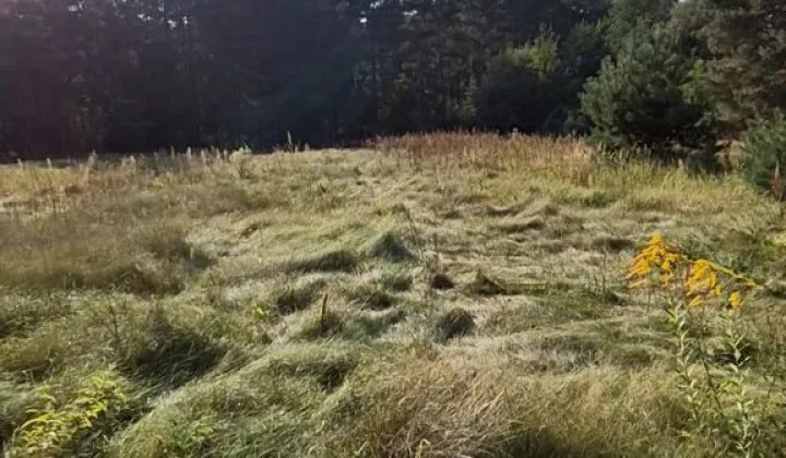 Działka leśna Mójcza