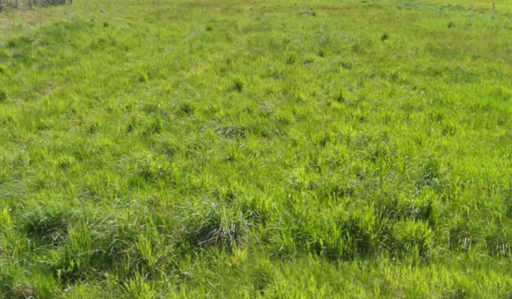 Działka budowlana Janowice Pasieki, Graniczna