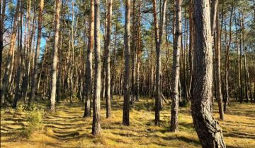 Działka leśna Seligów Kolonia pod Jacochowem