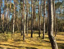 Działka leśna Seligów Kolonia pod Jacochowem