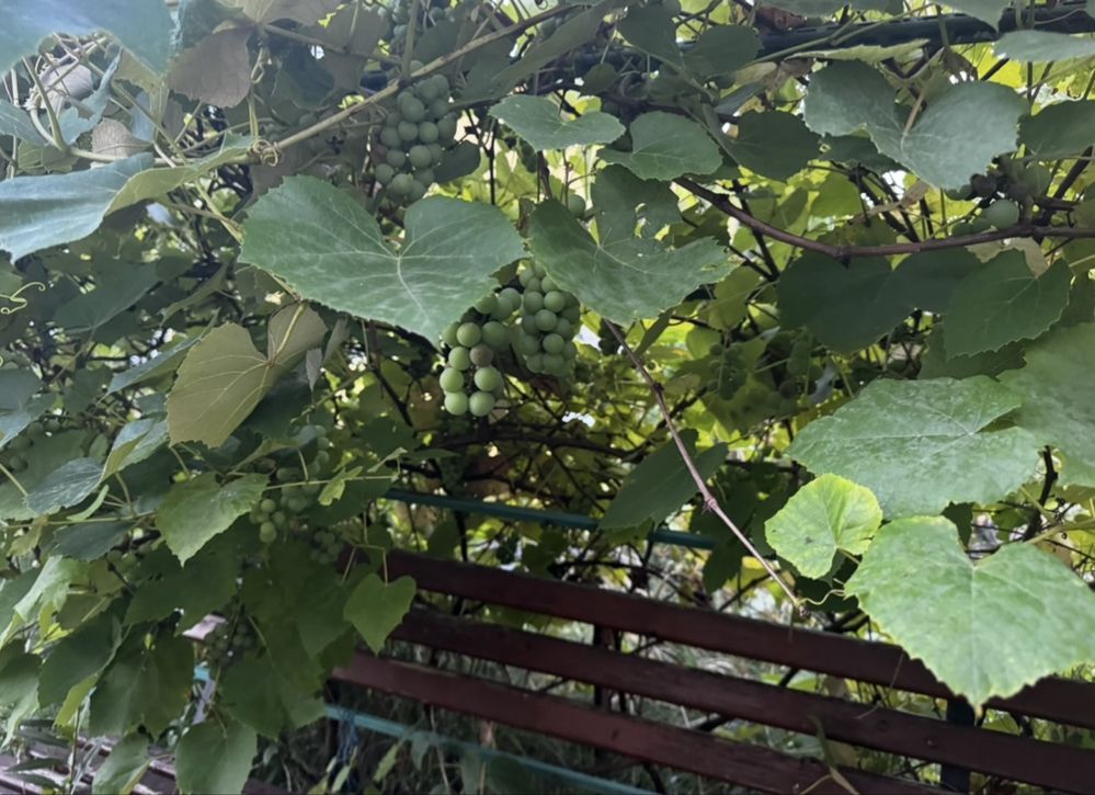 Działka rod Kozienice. Zdjęcie 8