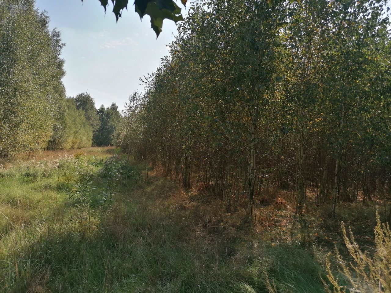 Działka rolna Aleksandrów. Zdjęcie 2