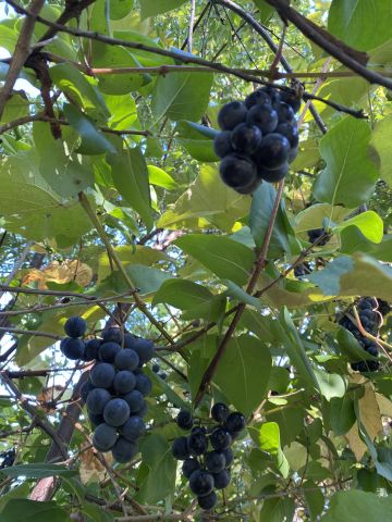 Działka rod Łódź Teofilów, Selerowa 25. Zdjęcie 24