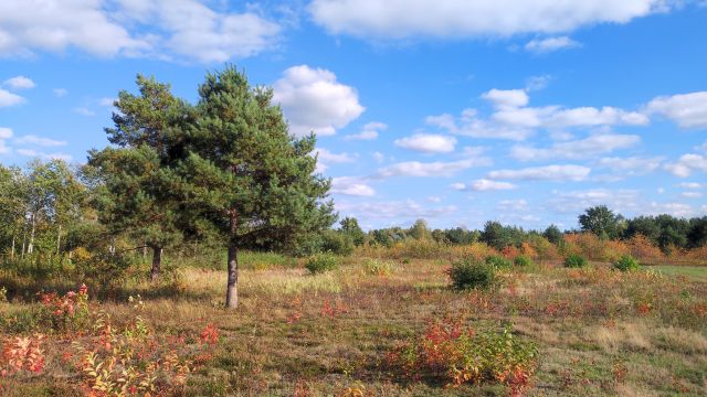 Działka budowlana Krzaki Czaplinkowskie, ul. Wrzosowa. Zdjęcie 1