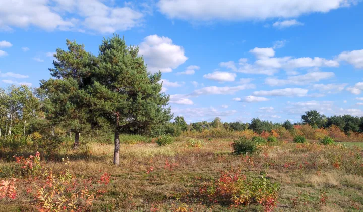 Działka budowlana Krzaki Czaplinkowskie, ul. Wrzosowa