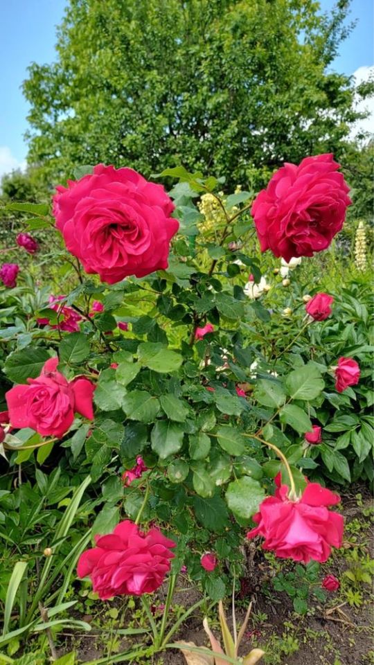 Działka rod Chełm. Zdjęcie 7