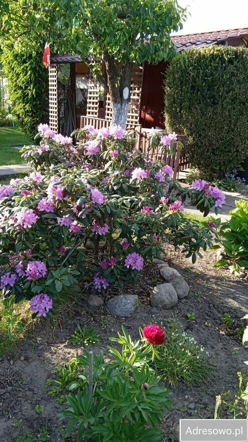 Działka rod Gorzów Wielkopolski, ul. Myśliborska. Zdjęcie 4