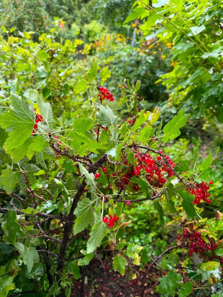 Działka rod Łódź Widzew, ul. Milionowa. Zdjęcie 7