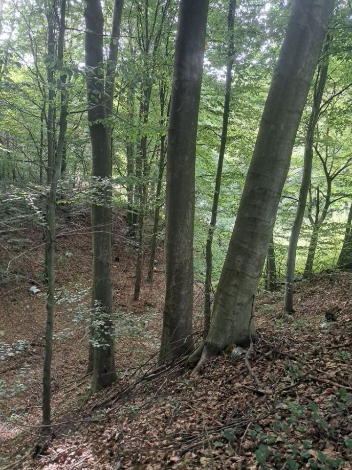 Działka rolna Chrzanów Chrzanów Czwarty. Zdjęcie 2