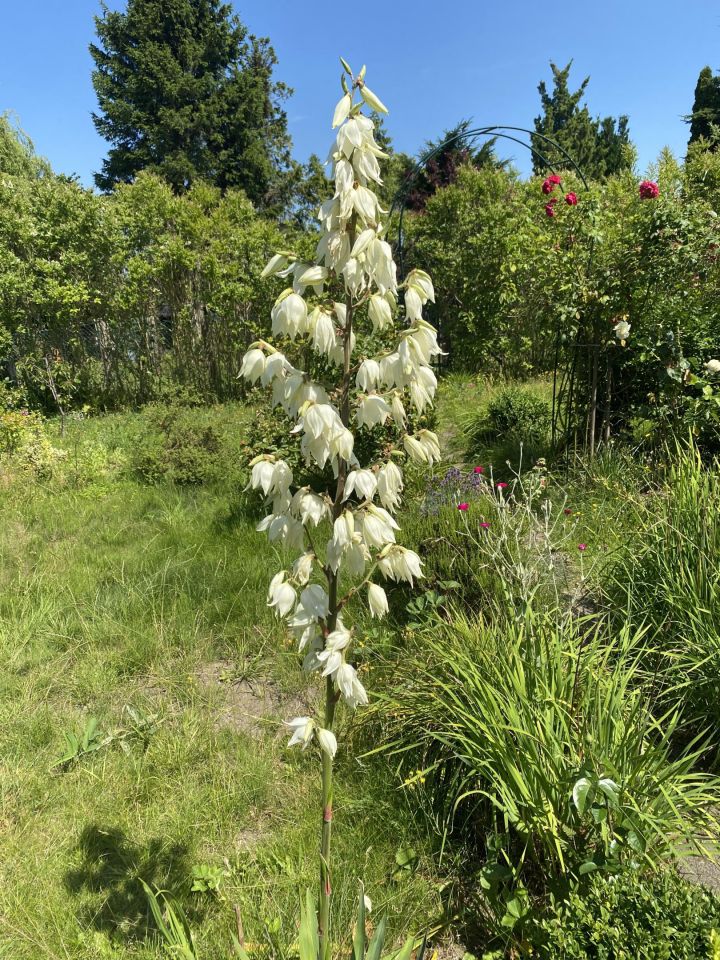 Działka rod Gdynia Mały Kack, ul. Grodnieńska. Zdjęcie 33