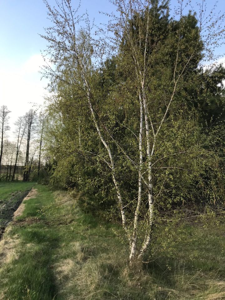 Działka rolno-budowlana Surmacze. Zdjęcie 25