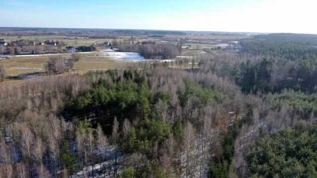 Działka leśna Grzegorze. Zdjęcie 8