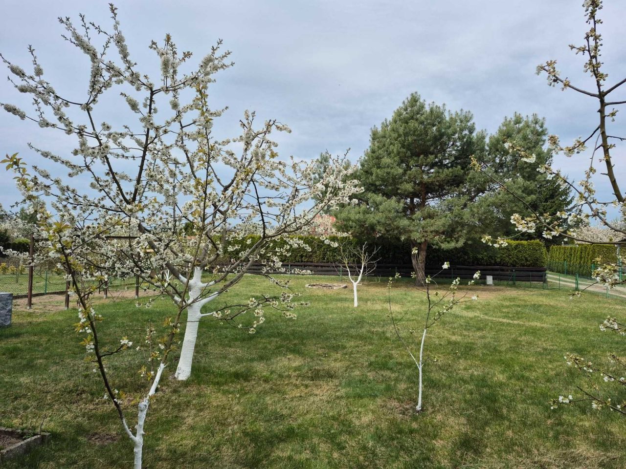 Działka rod Sulechów, ul. Gajowa. Zdjęcie 4