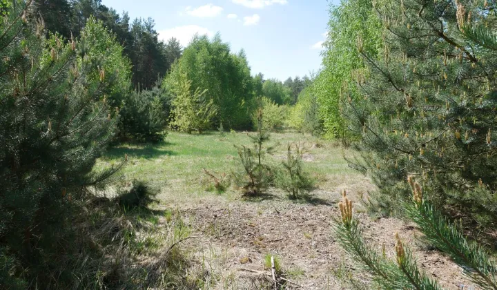 Działka budowlana Adamowo