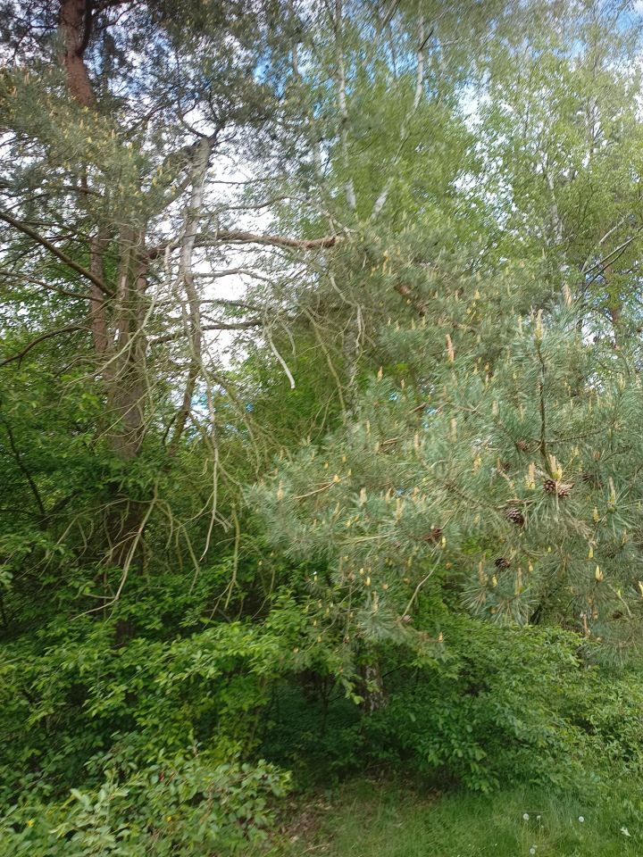 Działka budowlana Tomczyce. Zdjęcie 8