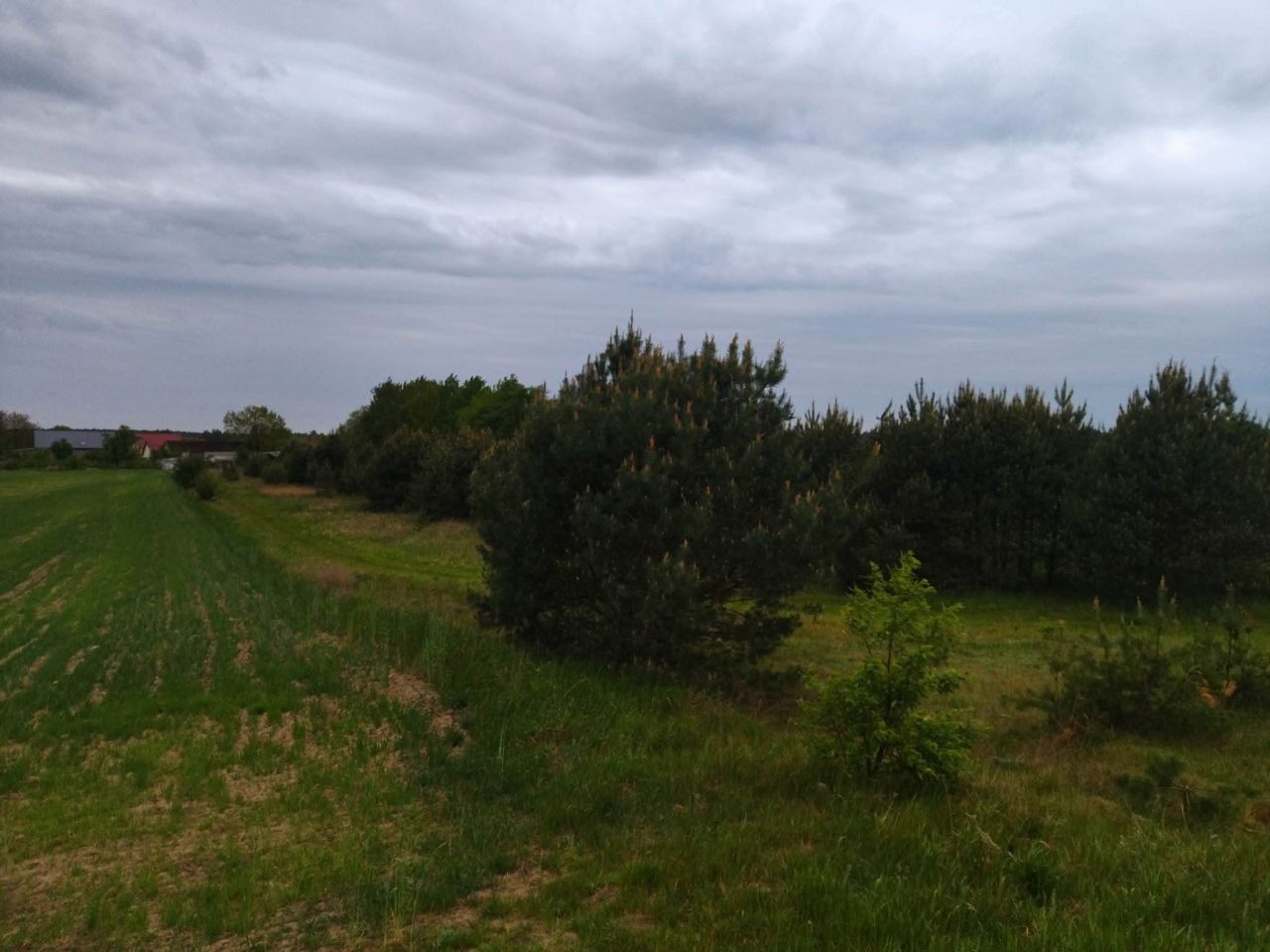 Działka budowlana Świerczyna. Zdjęcie 4