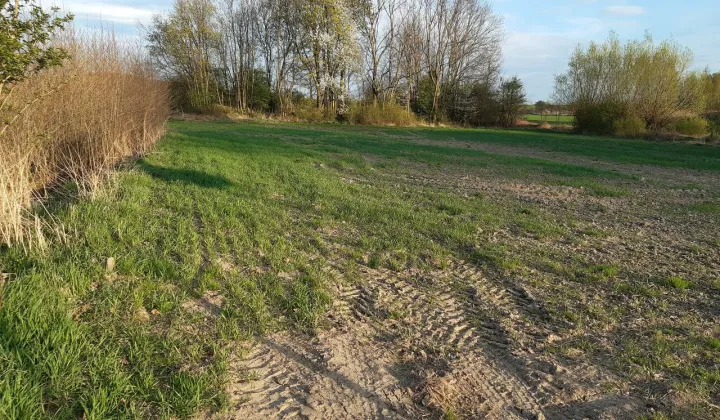 Działka rolno-budowlana Dobrocin