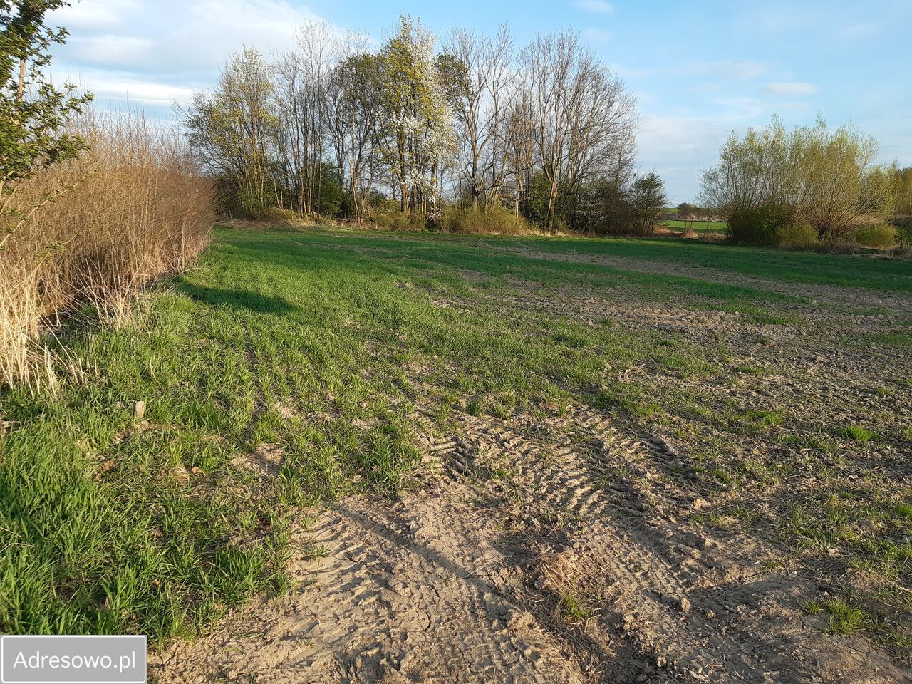 Działka rolno-budowlana Dobrocin. Zdjęcie 1