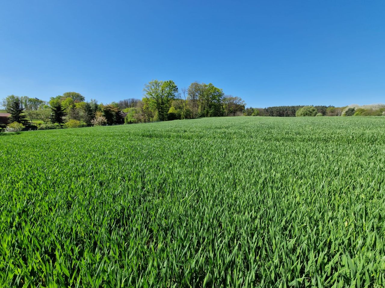 Działka rolno-budowlana Bodzów Sobolice. Zdjęcie 2