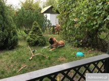 Działka rod Wrocław Fabryczna, ul. Hutnicza. Zdjęcie 2