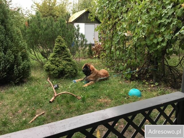 Działka rod Wrocław Fabryczna, ul. Hutnicza. Zdjęcie 3