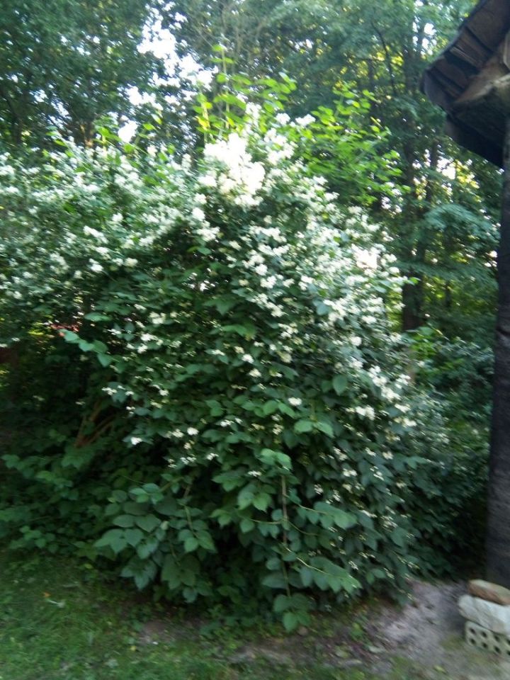 Działka siedliskowa Kajetanów. Zdjęcie 3