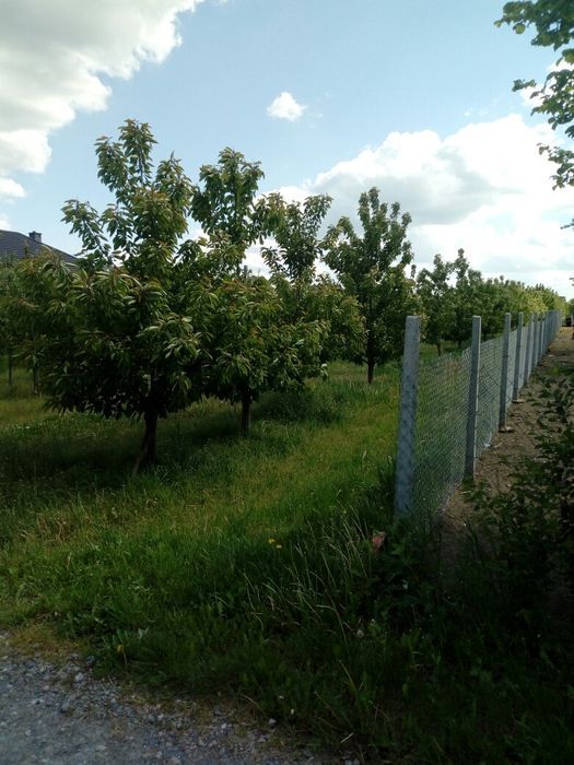 Działka rolna Czaplin. Zdjęcie 5