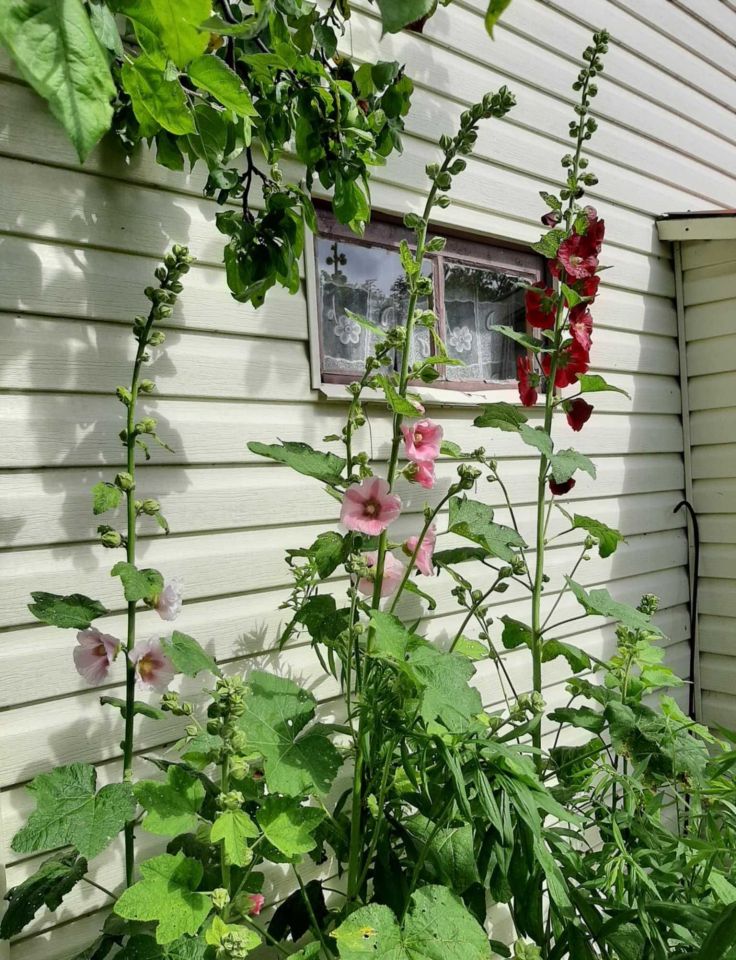 Działka rod Białystok Dojlidy, ul. Adama Mickiewicza. Zdjęcie 2