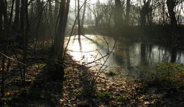Działka siedliskowa Gościm