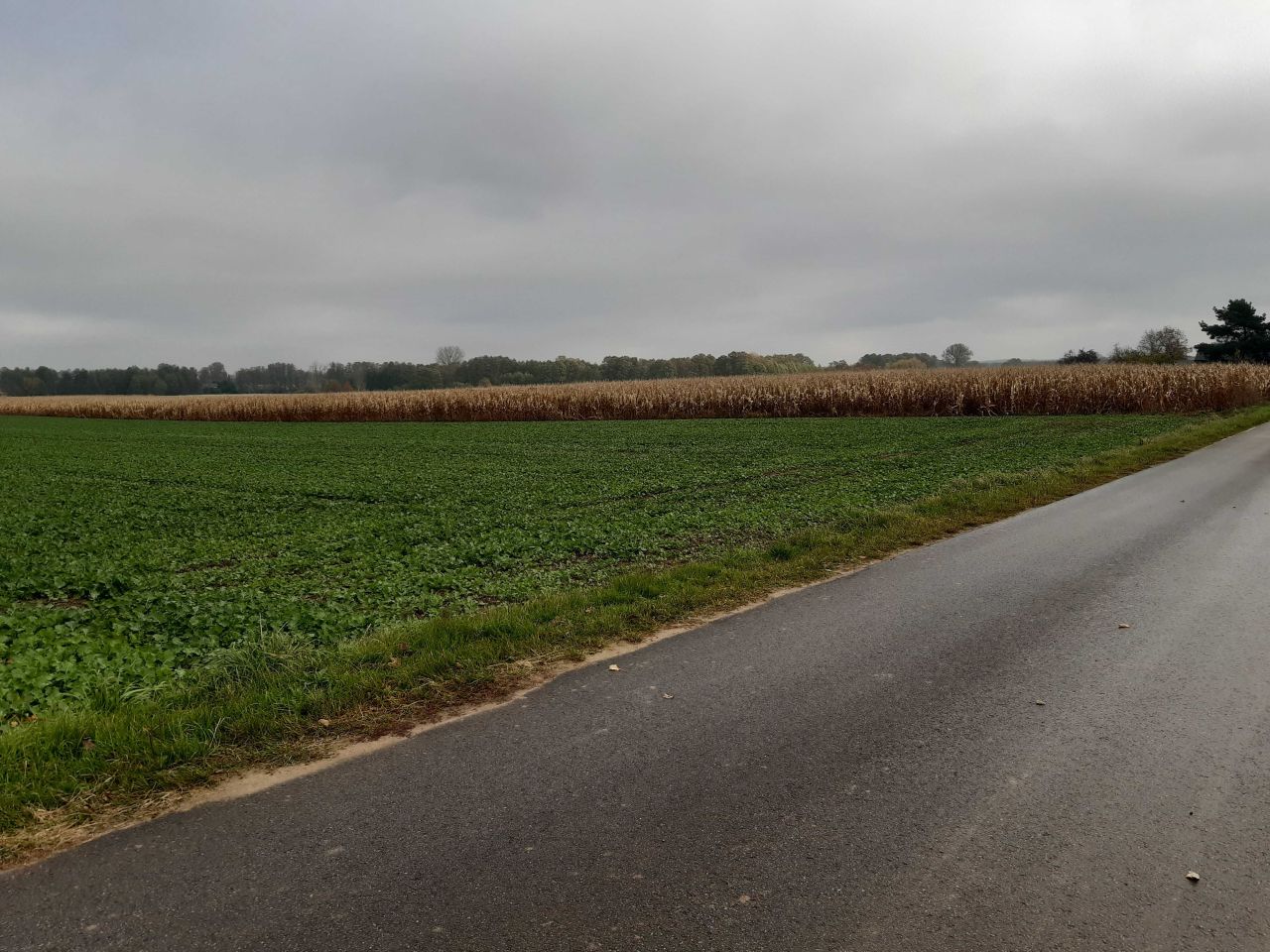 Działka rolno-budowlana Nowy Dwór-Parcela. Zdjęcie 5