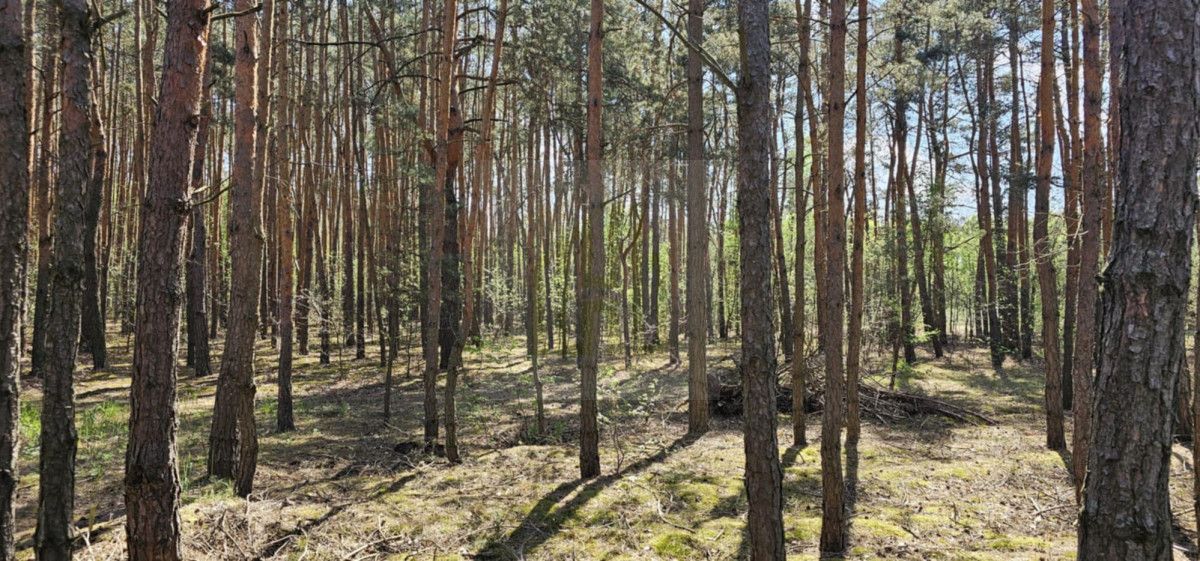 Działka leśna Makówka. Zdjęcie 4