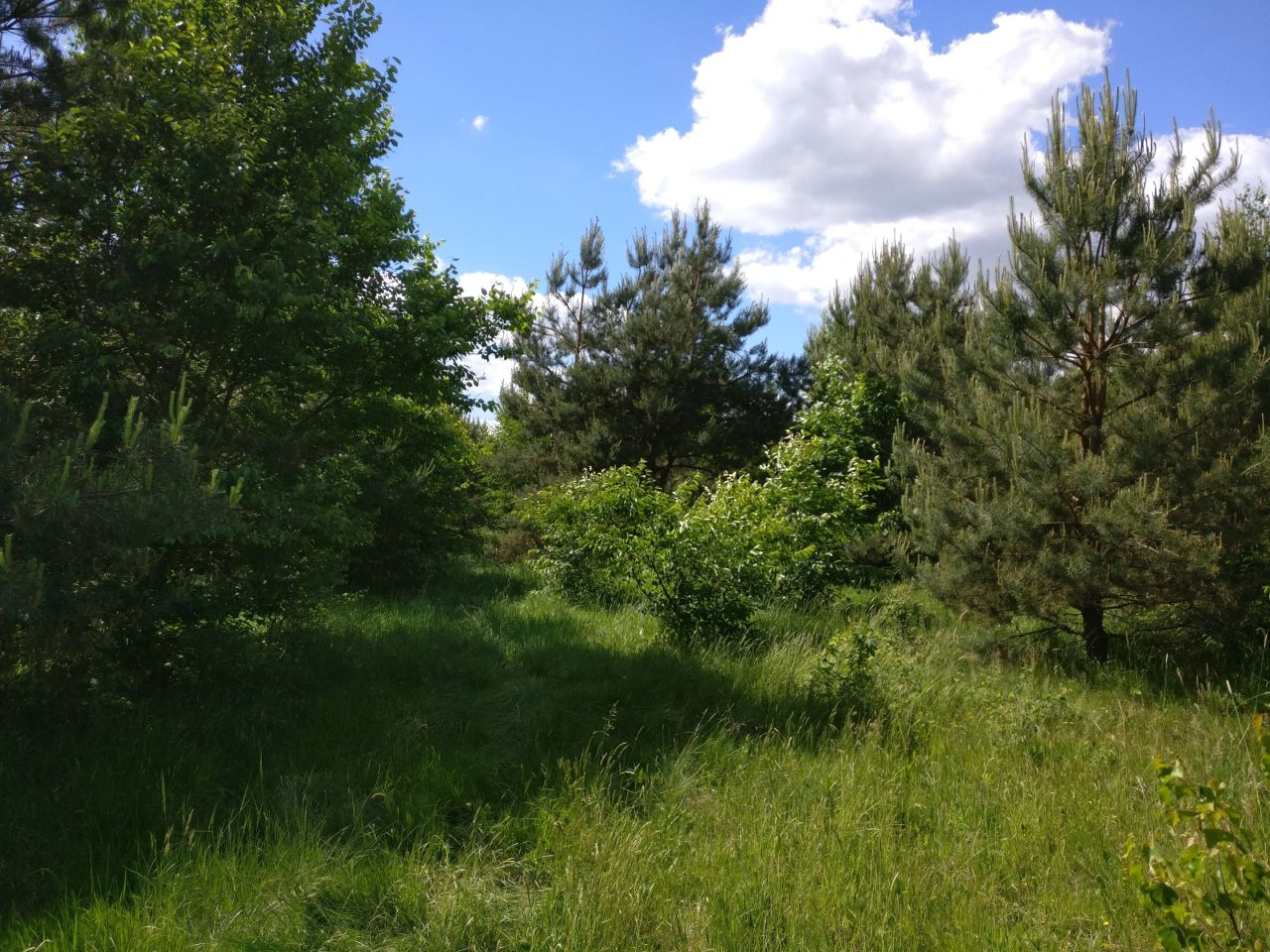 Działka rekreacyjna Zasonie. Zdjęcie 6