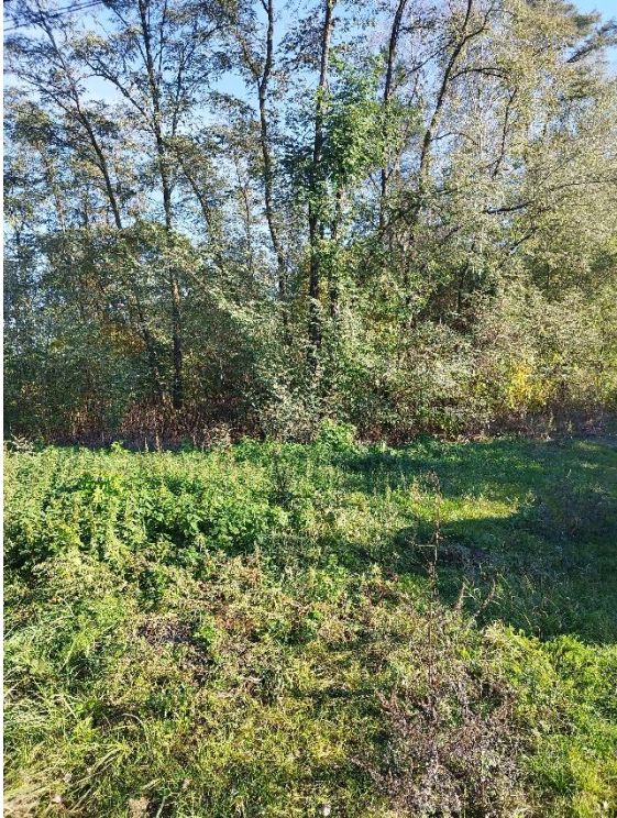 Działka leśna Budy Opożdżewskie. Zdjęcie 3