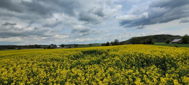 Działka rolno-budowlana Boczkowice. Zdjęcie 1