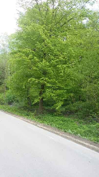 Działka rolna Szczaworyż. Zdjęcie 3