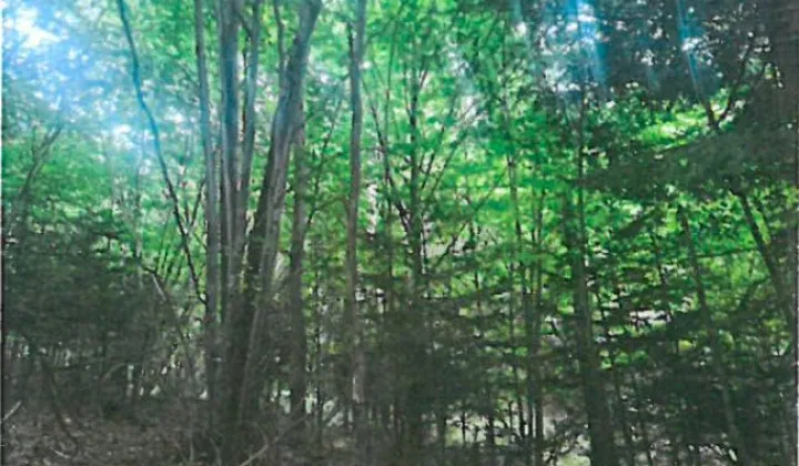 Działka leśna Poręba