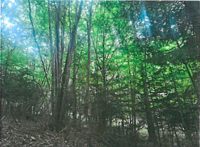 Działka leśna Poręba. Zdjęcie 1