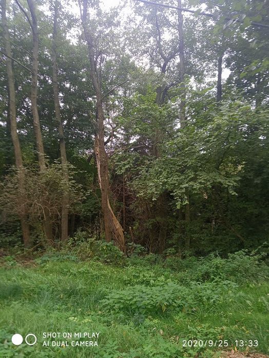 Działka rolno-budowlana Nawojowa Góra, ul. Nawoja. Zdjęcie 4