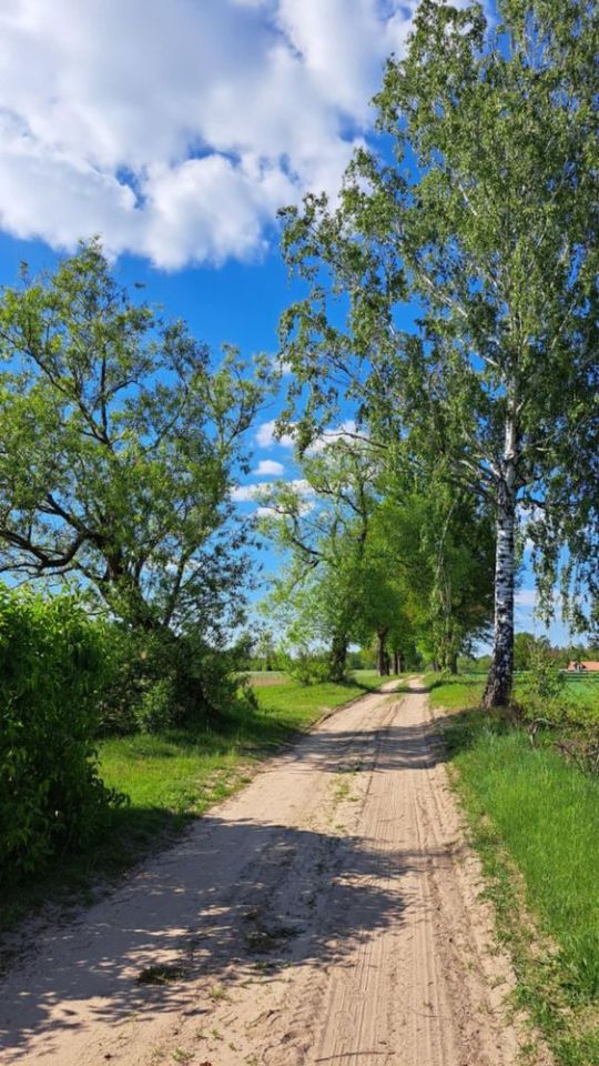 Działka rolna Aleksandria. Zdjęcie 2
