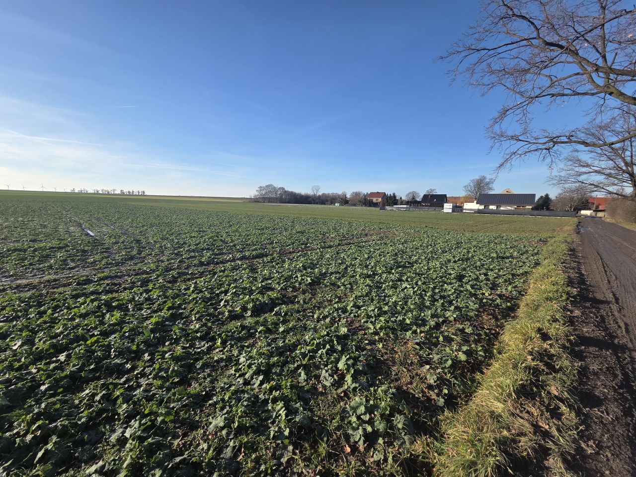 Działka rolno-budowlana Konradówka Gołaczów. Zdjęcie 4