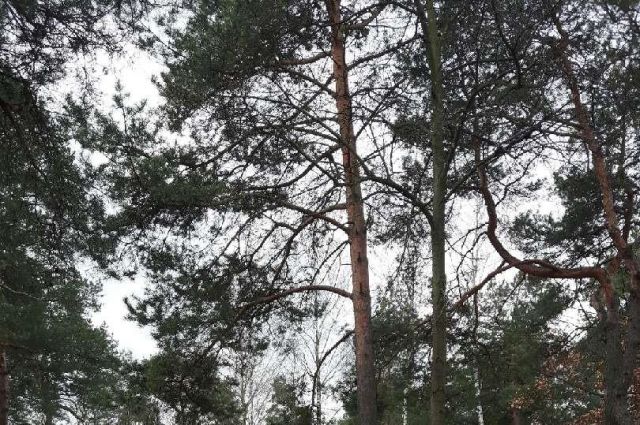 Działka budowlana Józefów Michalin. Zdjęcie 1