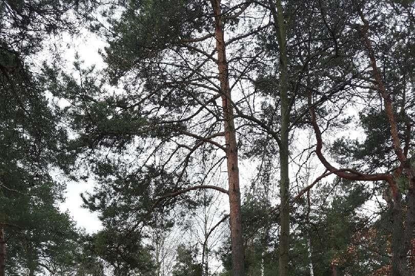 Działka budowlana Józefów Michalin. Zdjęcie 1