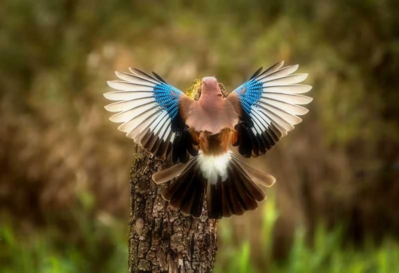 Działka budowlana Kieźliny, ul. Romana Domagały. Zdjęcie 11